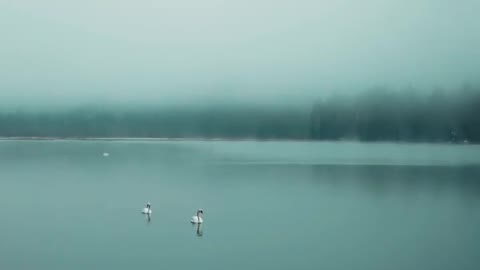 🦢🦢❄🏔 . . . .