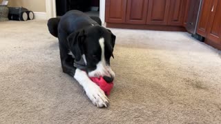 Playful Great Dane Loves To Nibble Her Piggy Toy