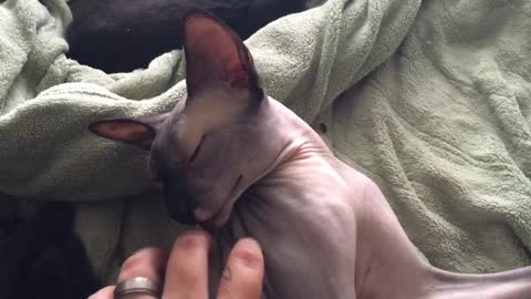 Sleeping cat gets a massage