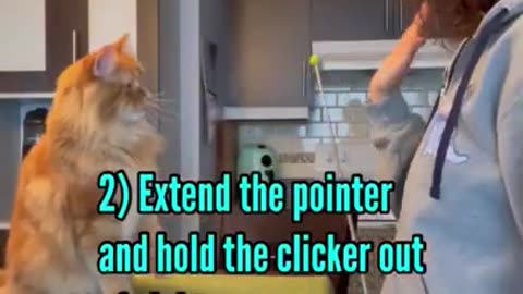 How to teach your cat the high-five in 6 steps.