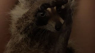 Human Hand Keeps Rescued Raccoon Happy