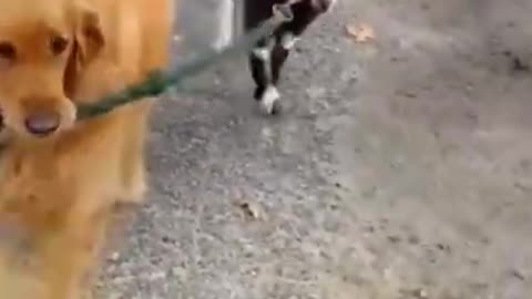 dog walking a goat