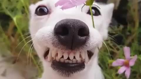 Smiling dog holding a flower 🌸🌸🌸