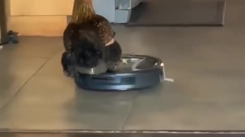 chicken riding on a vacuum cleaner