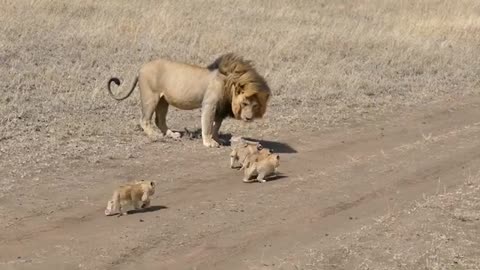 ADORABLE!! Lion Cubs chasing after male lion