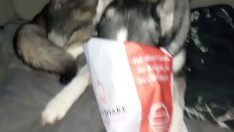 DOG STEALS FOOD!