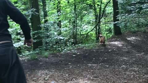 Slow motion fetch