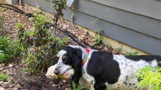 Sandwich Found By Basset Hound