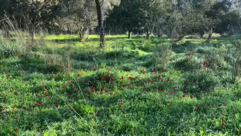 Conheça Maravilhas da Natureza em Israel com Miguel Nicolaevsky