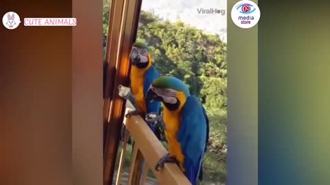 lustige papageien videos zum totlachen 😍 lustige papageien videos 2021