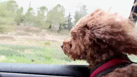 Poodle dog enjoys the winds blowing through his hair from the car window