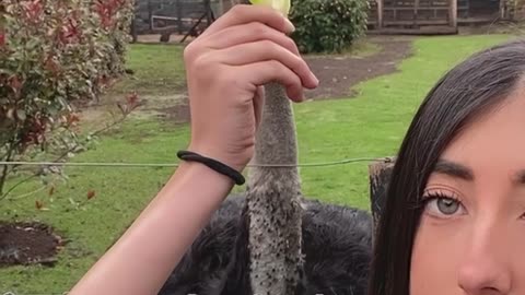 Ostrich Bites the Hand That Feeds It