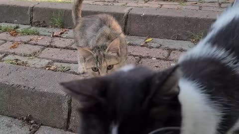 If you sit in this park, tens of cats will gather around you.