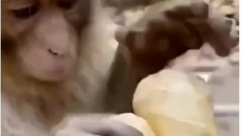FUNNIEST ANIMALS EVER 🐱🤣 NEW FUNNY ANIMALS VIDEOS 2024 😝🦧