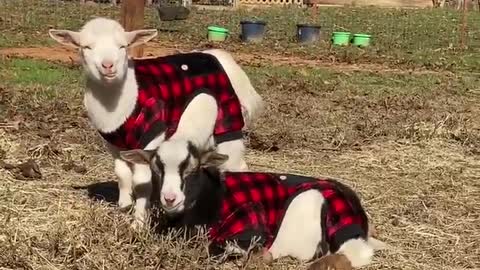 Baby Goats Seem Unimpressed With Matching Pajamas
