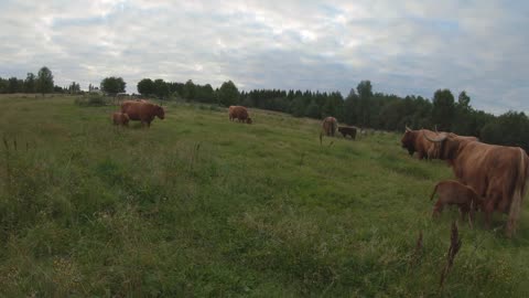 Scottish Highland Cattle In Finland Cows and their fluffy calves 11th of August 2020