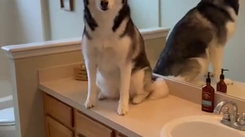 Husky Caught Using The BATHROOM!!!