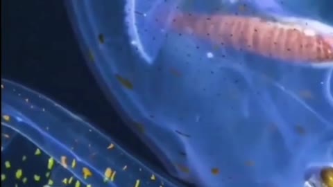 the glass octopus! amazing to watch