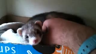 Ferret shows human her babies