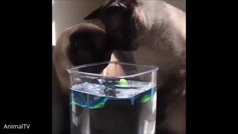 Siamese Kittens Playing - Cute Videos - Cute Cats - Cute Animals