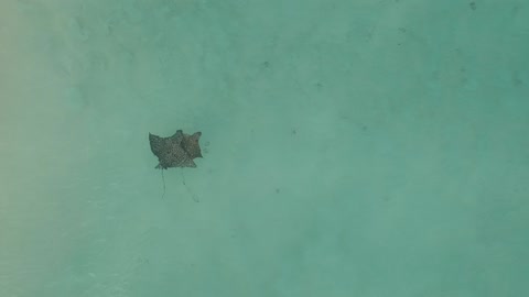 Eagle Rays Viewed From Above