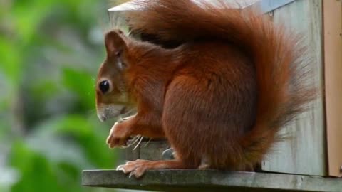 Squirrel Eating Food Video