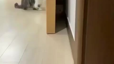 Cute kitten playing with its mom