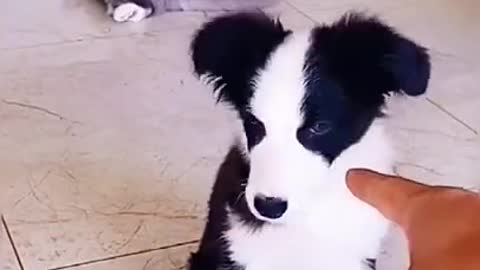 funny cat and dog video