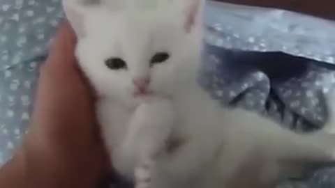 sweet kitty in playing mood
