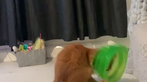 Cat Gets Her Head Stuck in a Toy