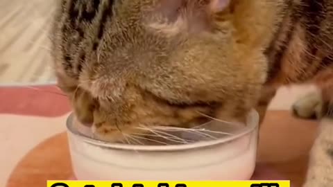 "Adorable Cat Quenches Thirst with a Glass of Milk"