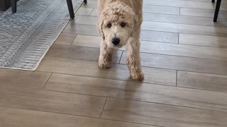 Goldendoodle's Adorable Patient Sneak Attack