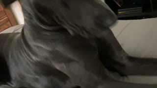 Sock Loving Dog Gets a Smelly Shock