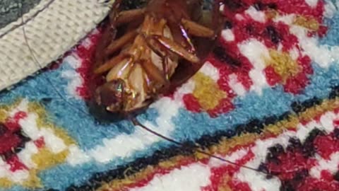 Unexpected Encounter: Giant Cockroach Crawls on My Face While Sleeping!
