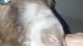 Goat eatting