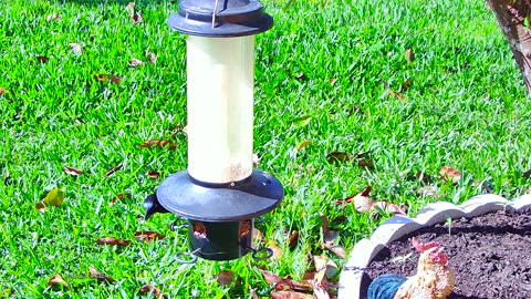 Florida Bird Feeder SWFL Live Camera HD