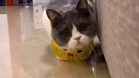cat meme & kitten (tik tok video]💘 - funny cat meow baby cute compilation.