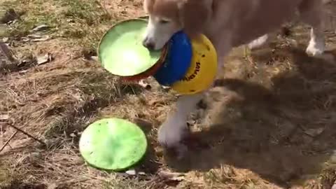 SKILLFULL DOG GATHERING HIS TOYS.mp4