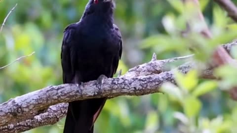 Beautifull bird sound.. Amazing bird