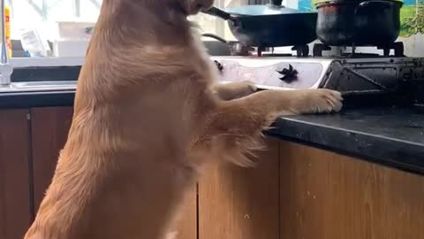Loving golden retriever couple🥰Funny dog ​​wants to eat meat from the fridge Follow