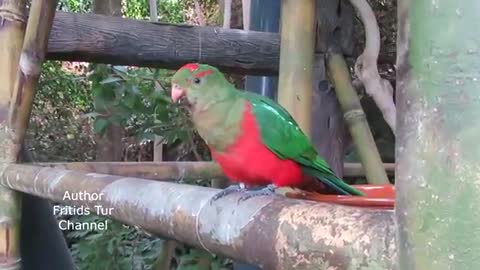 Pet Australian King Parrot - Male & Female - Bird Sounds02