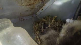 baby birds in nest on my porch we have 10 cats