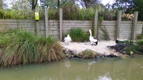 Australian Pelican- very cool video wow