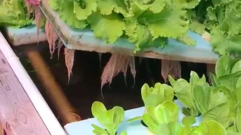How to farm with aquaponics successfully.