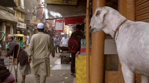 Goat Waits Owner in Street