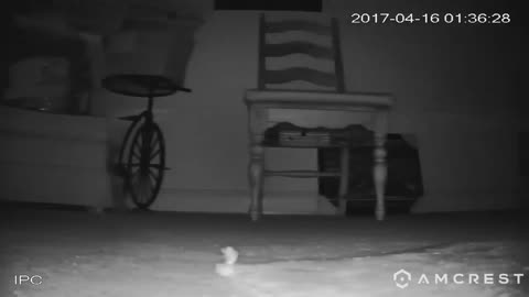 Easter Bunny Caught on Camera: Easter 2017 Surprise!