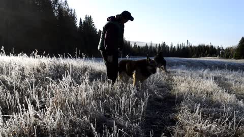 Big White Tailed Deer Buck Crunching Apples - Treff and Liesel German Sheppard's Steal the Show