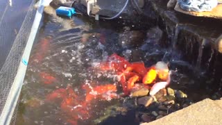 Spawning goldfish