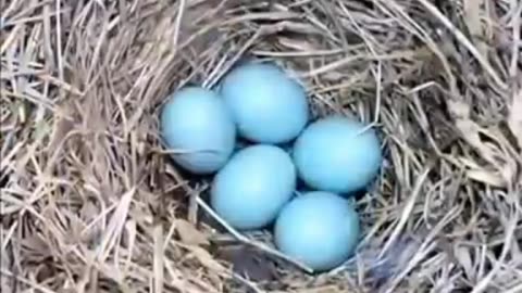 Blue bird making nest