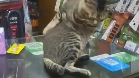 cat scratching its back